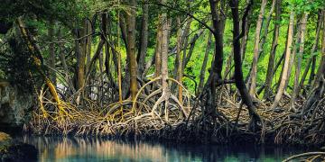 mangrove, rhizome, decolonial