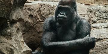 human minds and animal stories review gorilla animal narratives attitudes towards animals